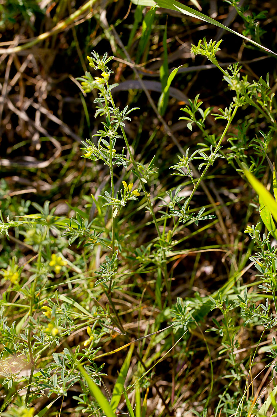 Image of Medicago romanica specimen.