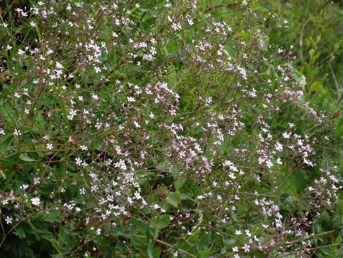 Изображение особи Gypsophila pacifica.