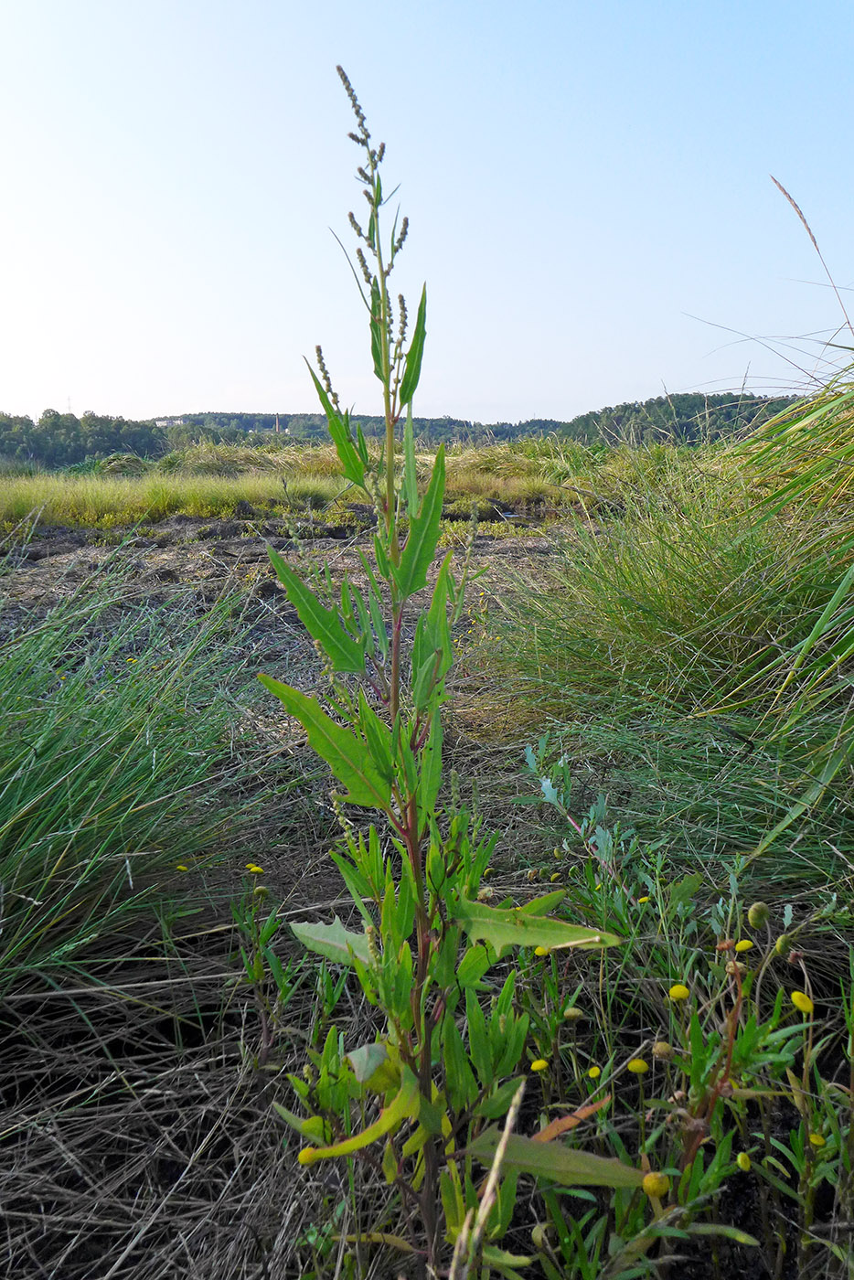 Image of Atriplex subcordata specimen.