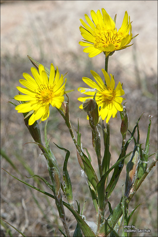 Изображение особи Tragopogon dasyrhynchus var. daghestanicus.