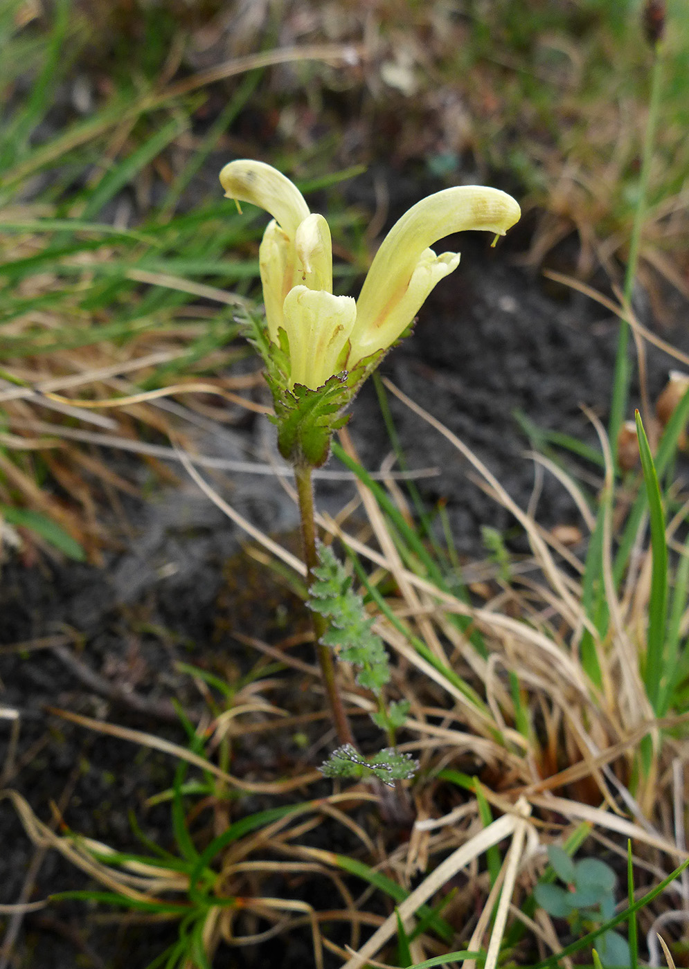 Изображение особи Pedicularis capitata.