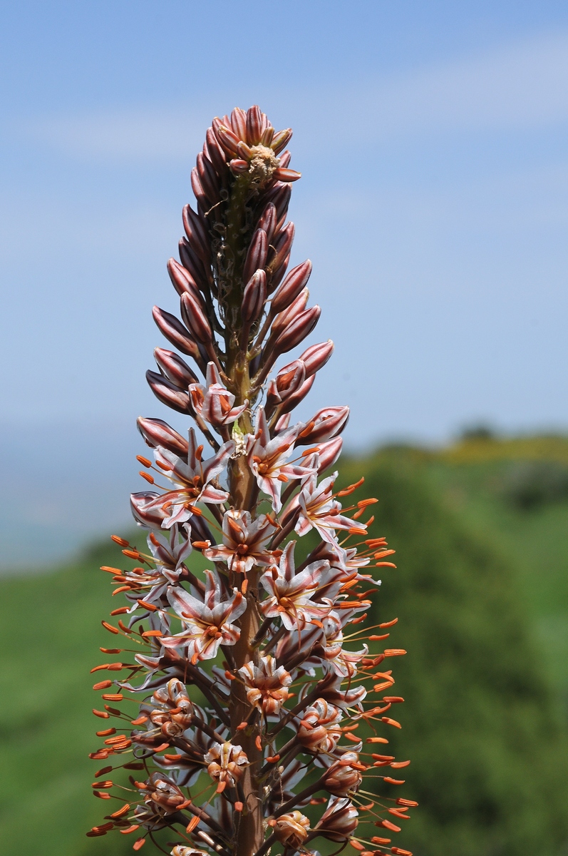 Изображение особи Eremurus regelii.