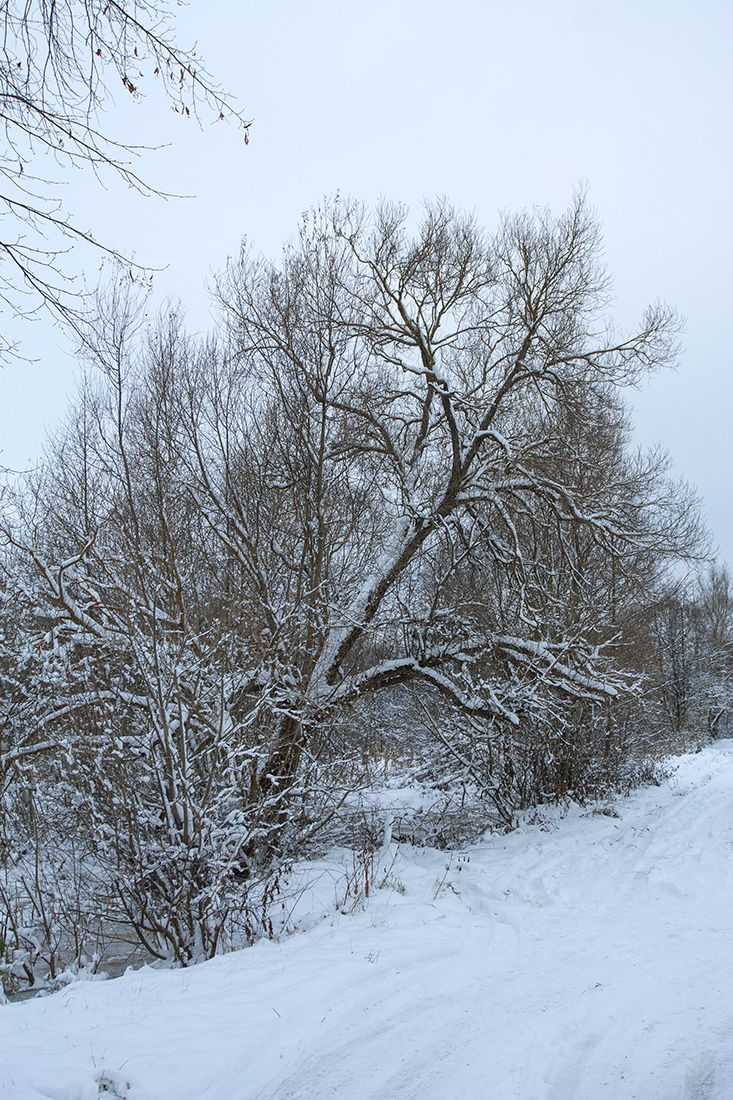 Изображение особи Salix euxina.