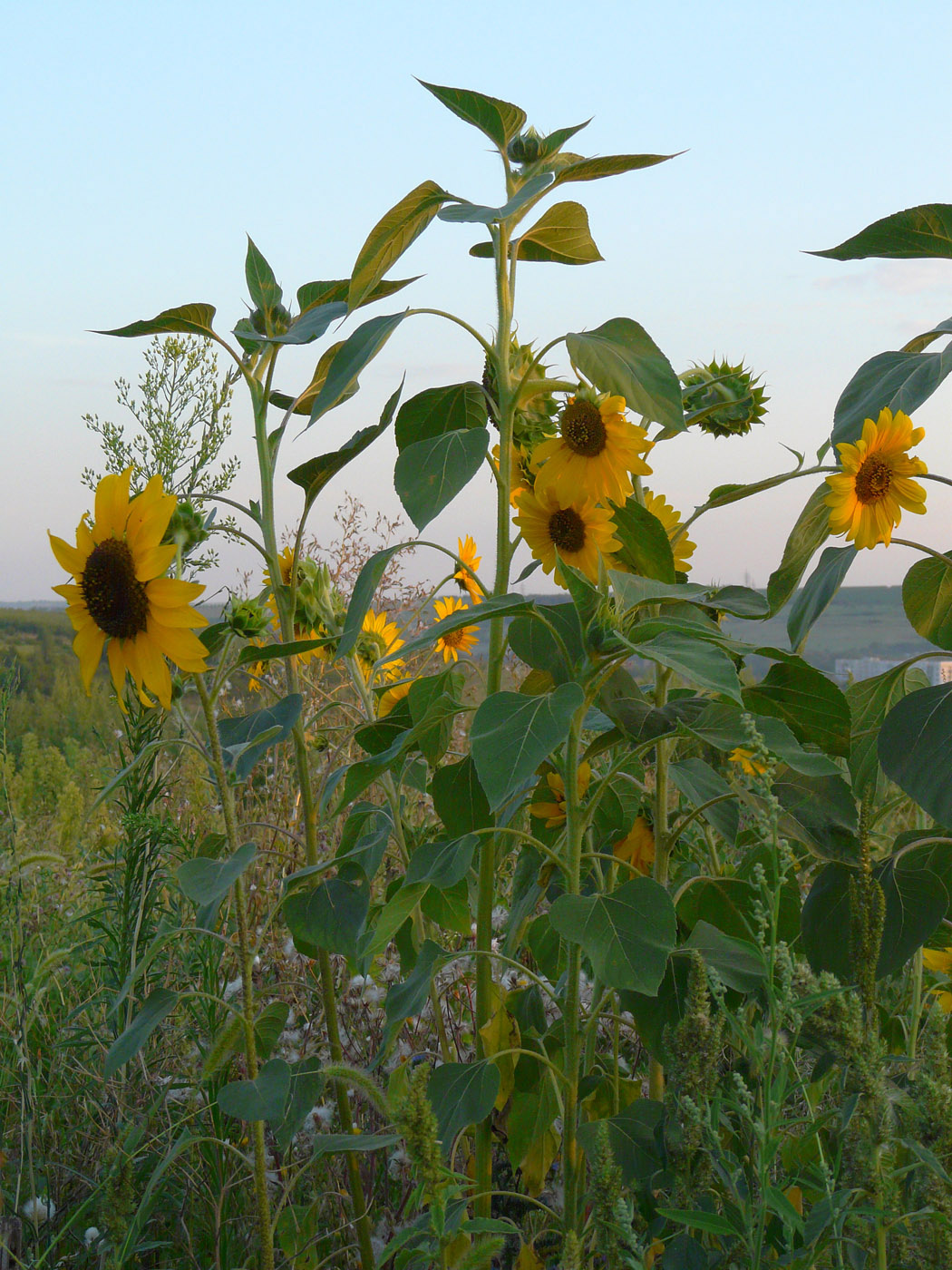 Image of Helianthus annuus specimen.
