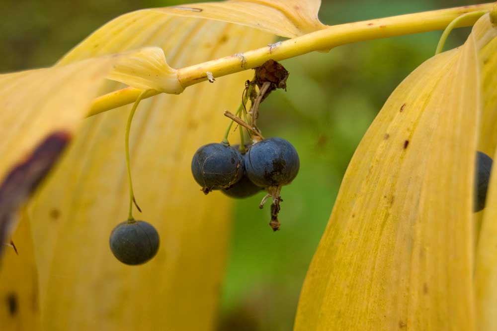 Image of Polygonatum multiflorum specimen.