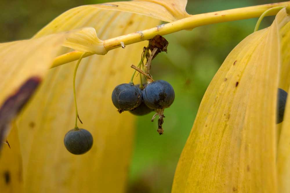 Изображение особи Polygonatum multiflorum.