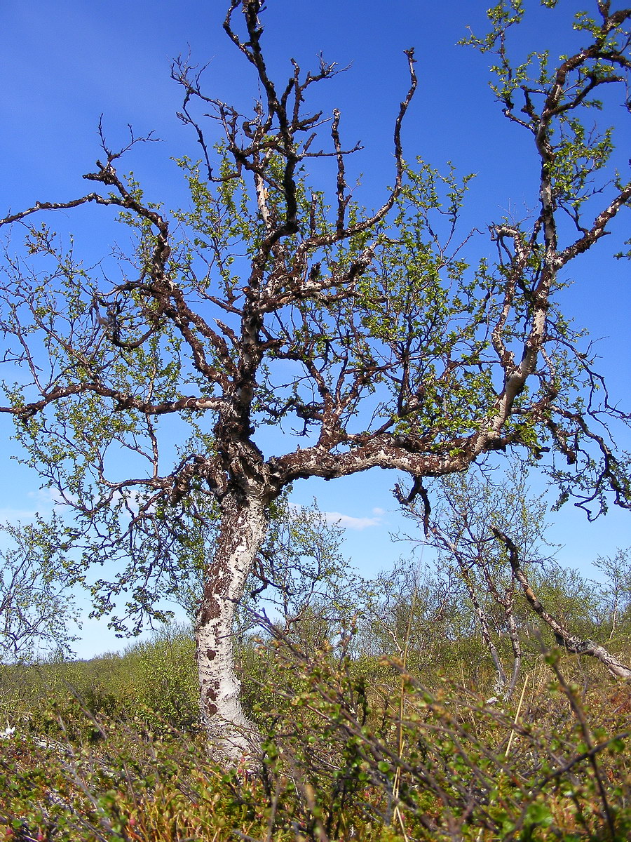 Изображение особи Betula czerepanovii.