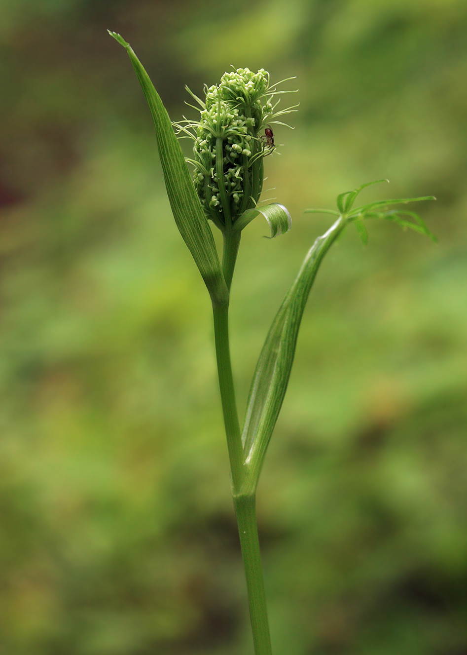 Image of Ostericum maximowiczii specimen.