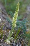 Orostachys spinosa. Цветущее растение. Восточный Саян, хр. Большой Саян, басс. р. Тисса, р. Хараганта, поляна на крутом склоне в горно-таёжной зоне. 23.07.2015.