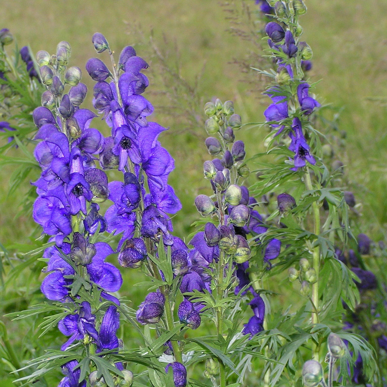 Изображение особи Aconitum altaicum.