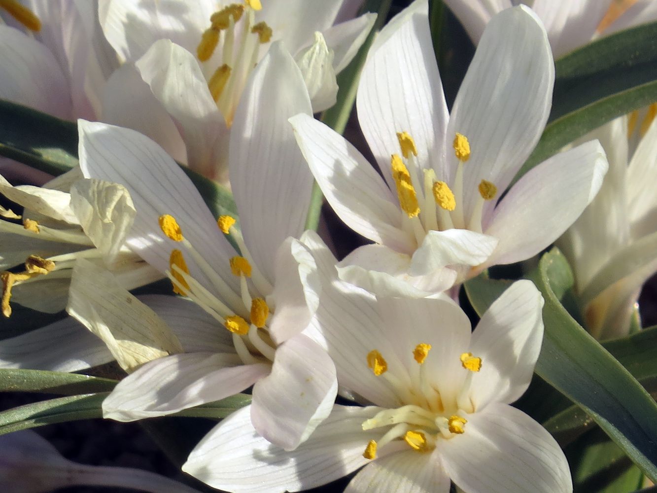 Image of Colchicum ritchiei specimen.