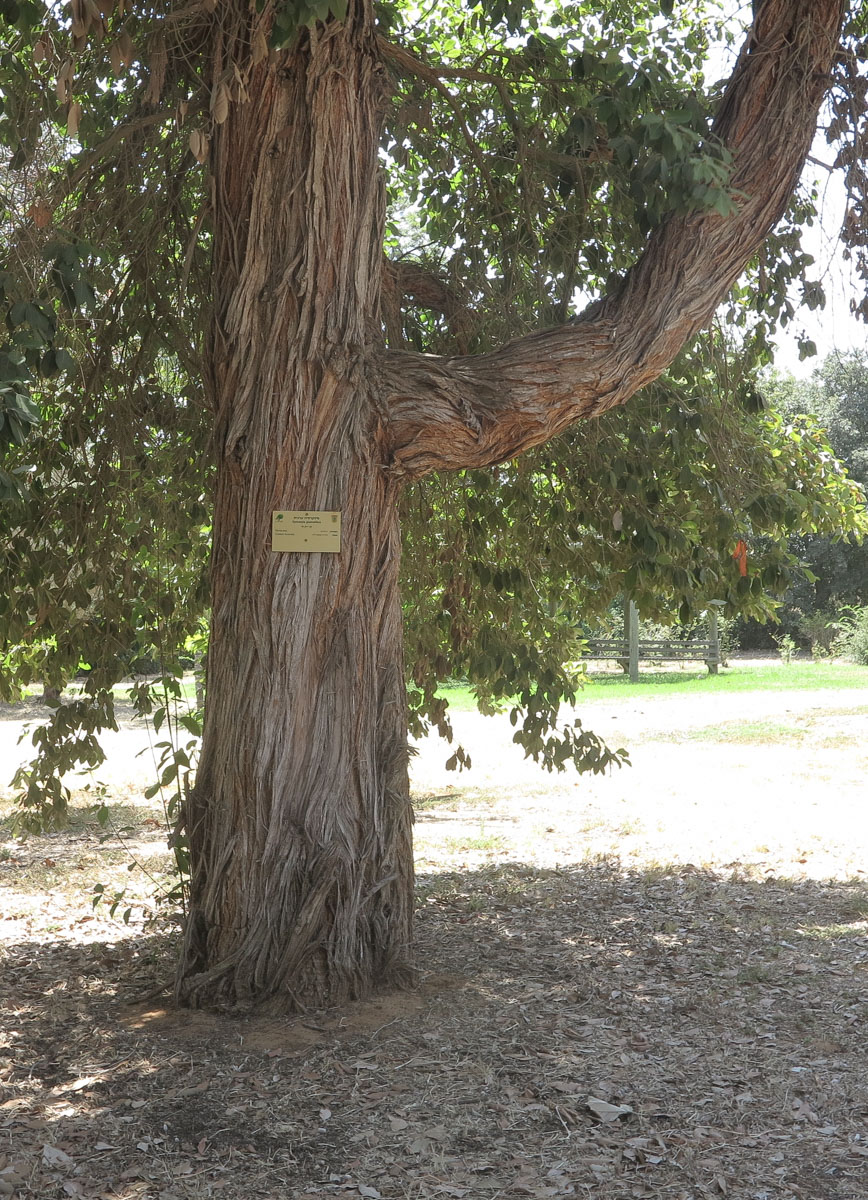 Image of Syncarpia glomulifera specimen.