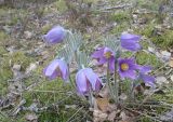 Pulsatilla patens