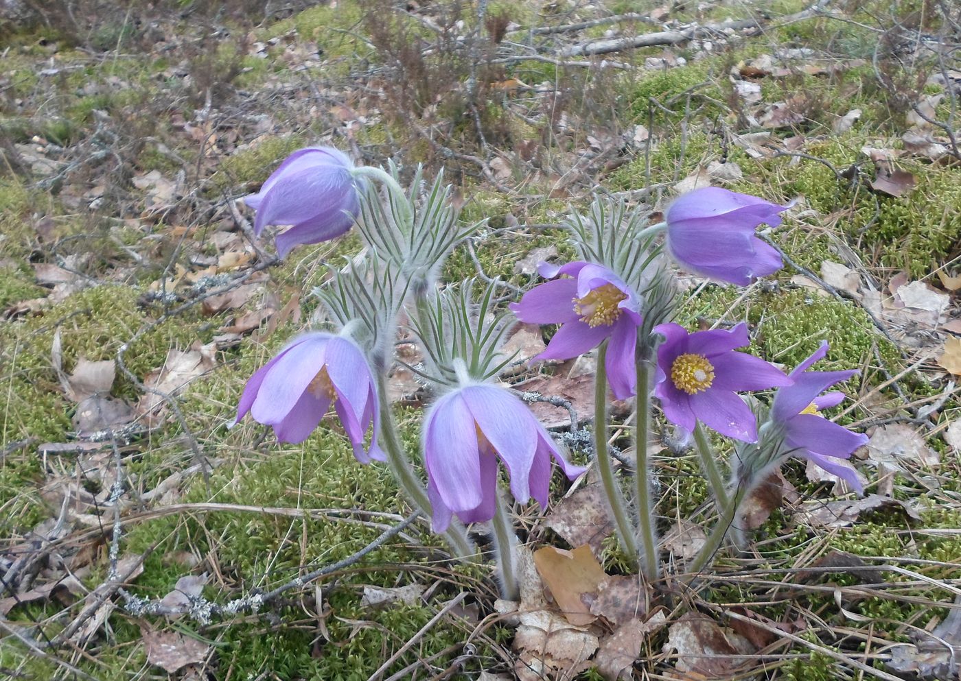 Image of Pulsatilla patens specimen.