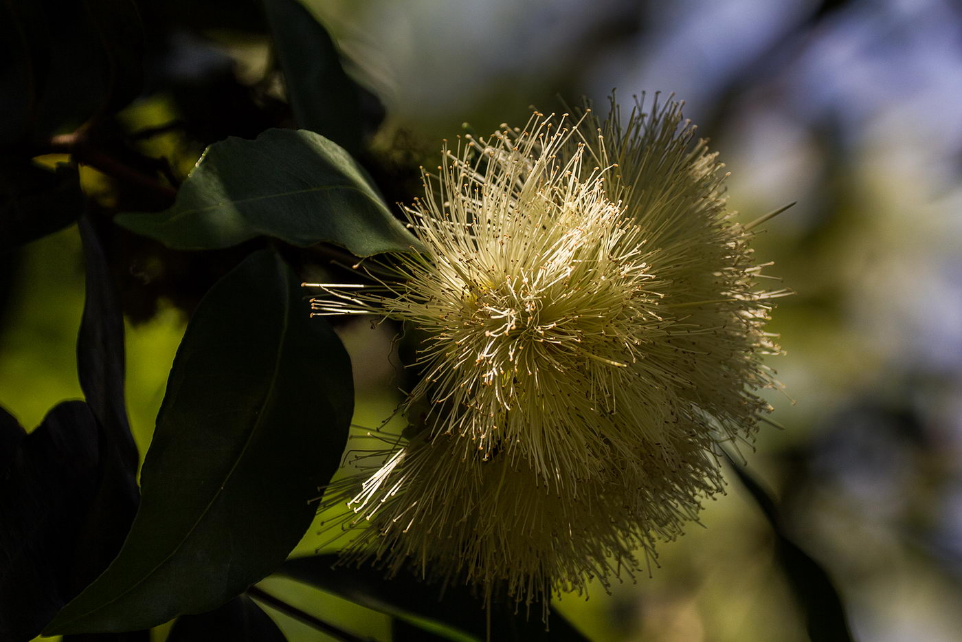 Image of familia Myrtaceae specimen.