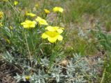 Linum tauricum