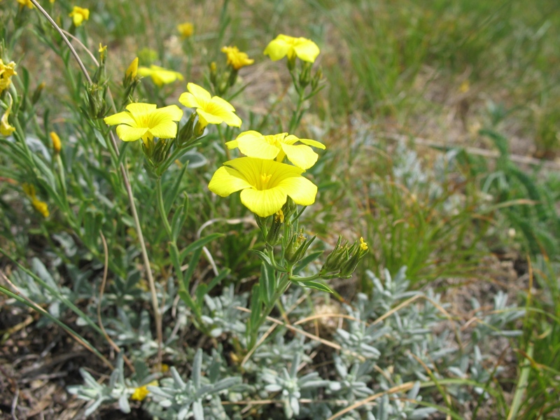 Изображение особи Linum tauricum.