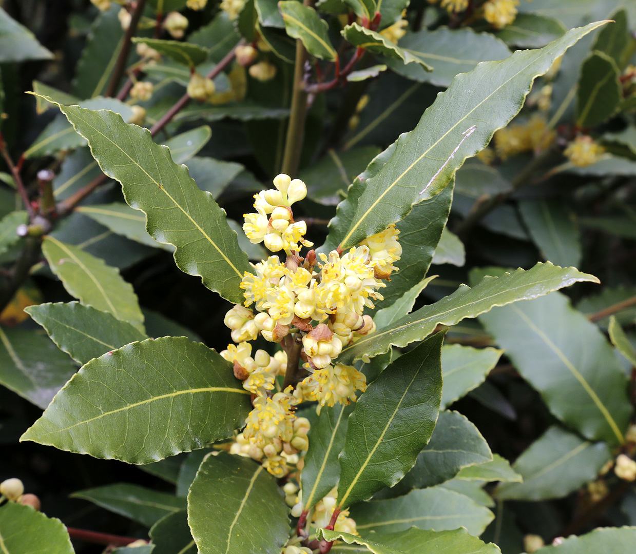 Изображение особи Laurus nobilis.