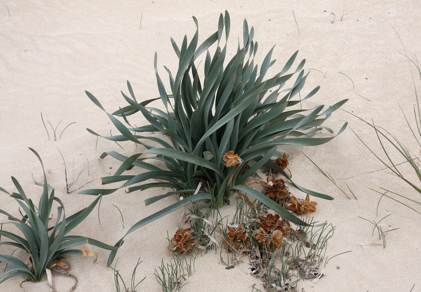 Image of Pancratium maritimum specimen.