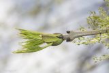 Fraxinus excelsior