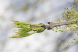 Fraxinus excelsior. Верхушка побега с молодыми листьями и частью соцветия. Саратов, парковая зона. 03.05.2017.
