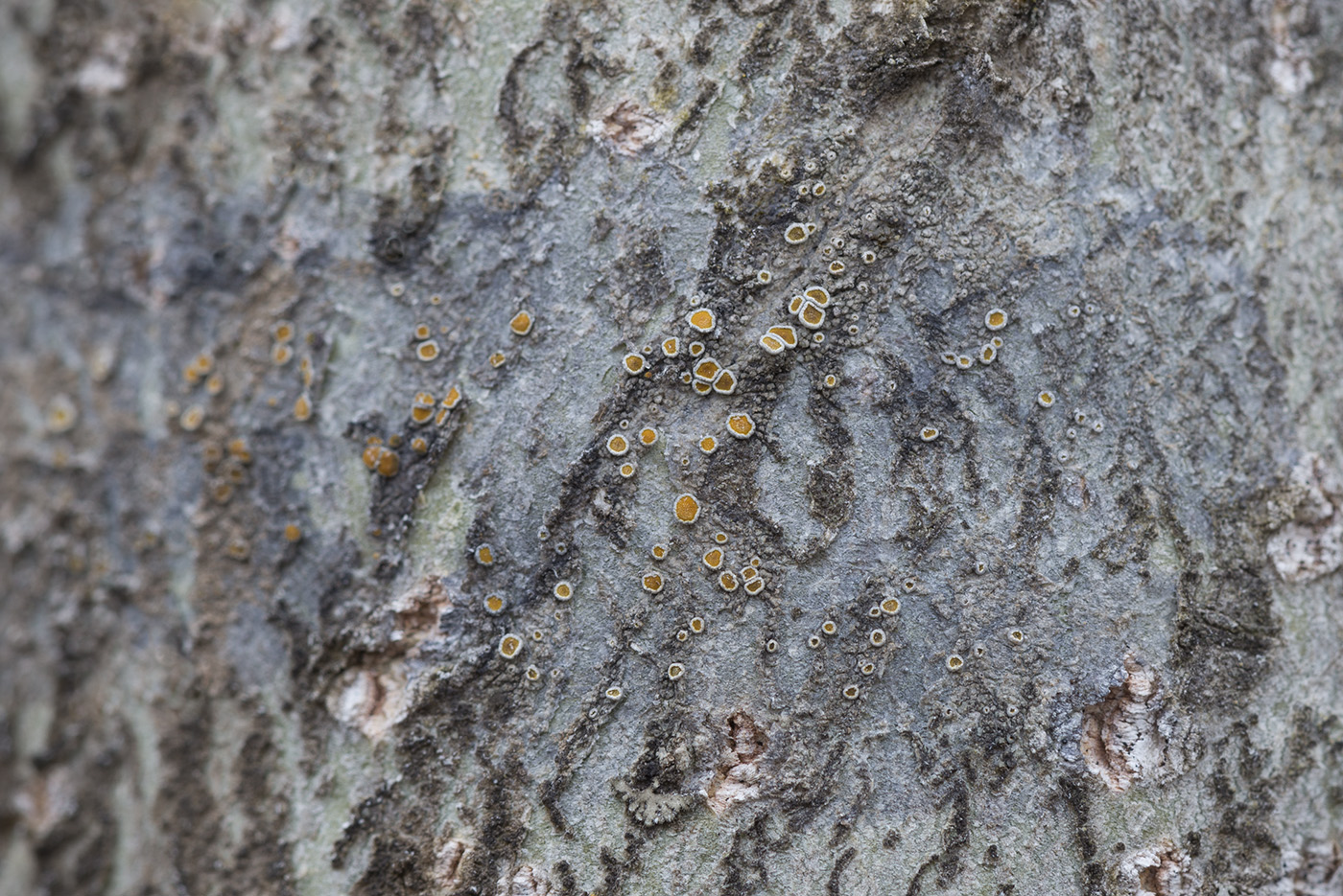 Image of Caloplaca cerina specimen.