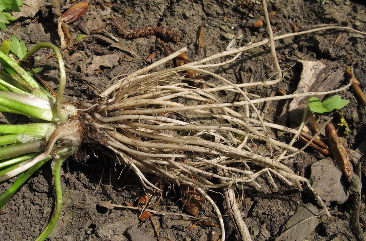 Image of Ranunculus sardous specimen.