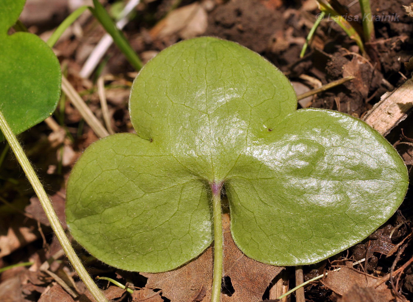 Image of Hepatica asiatica specimen.