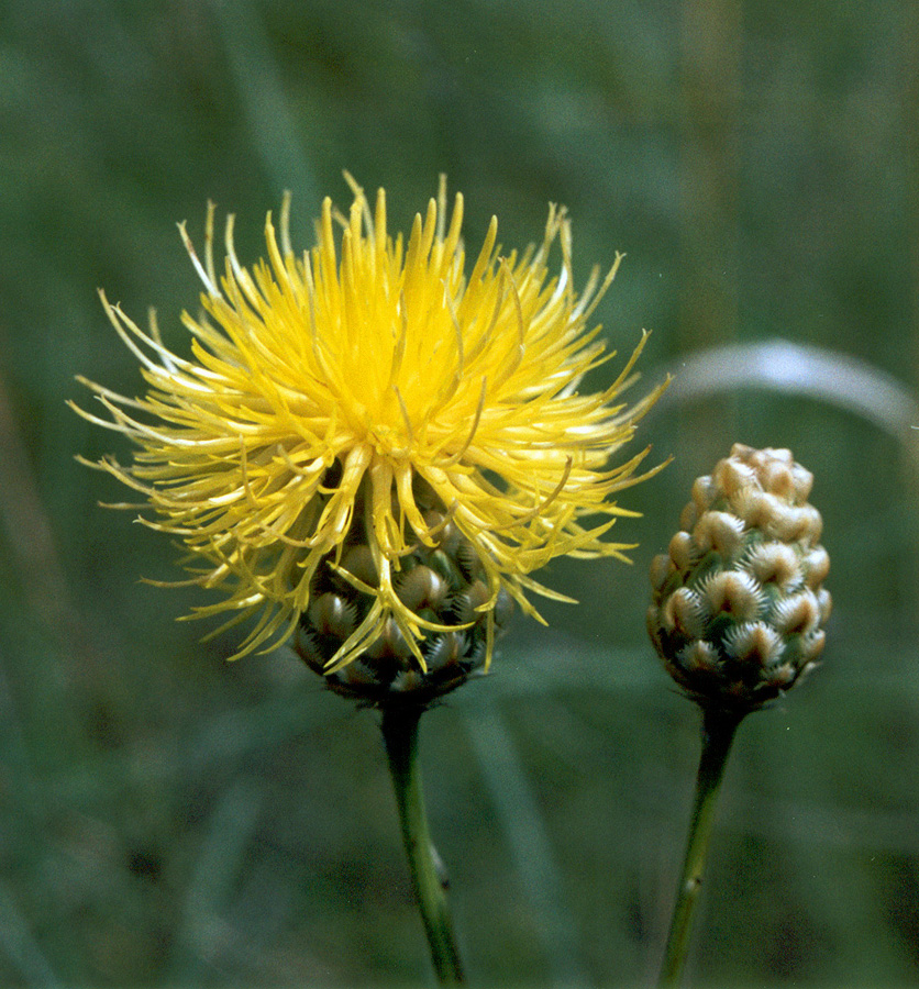 Изображение особи Centaurea orientalis.