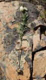 Fritillaria verticillata