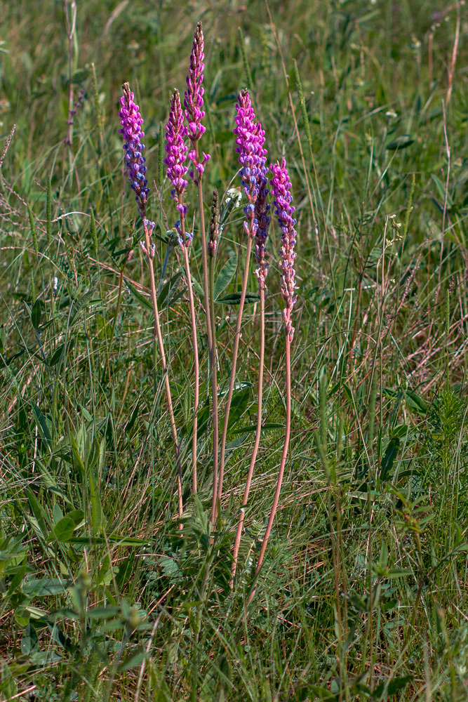 Image of Oxytropis knjazevii specimen.