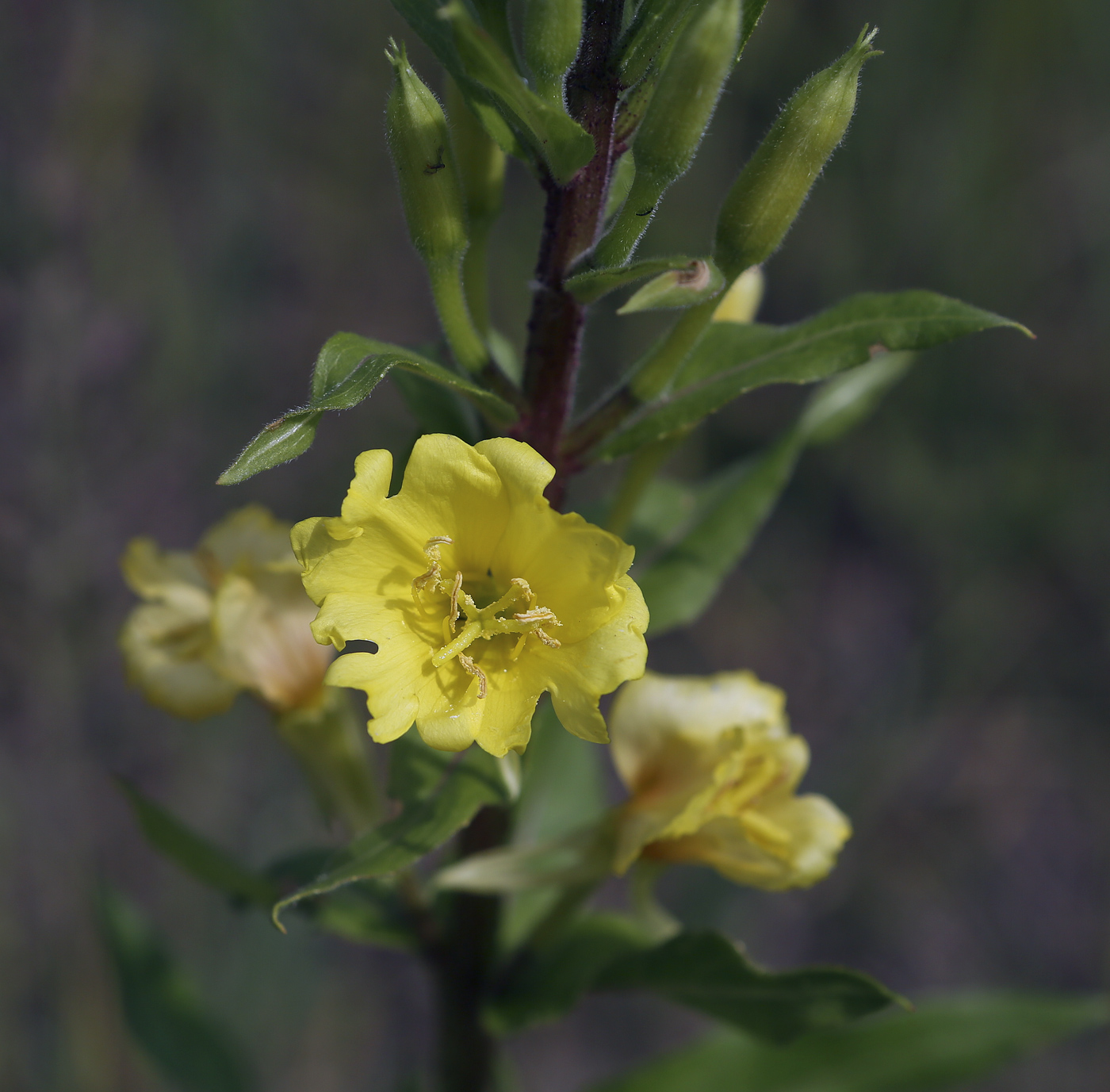 Изображение особи Oenothera rubricaulis.