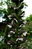Acanthus mollis