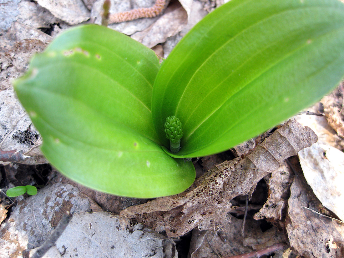 Изображение особи Listera ovata.