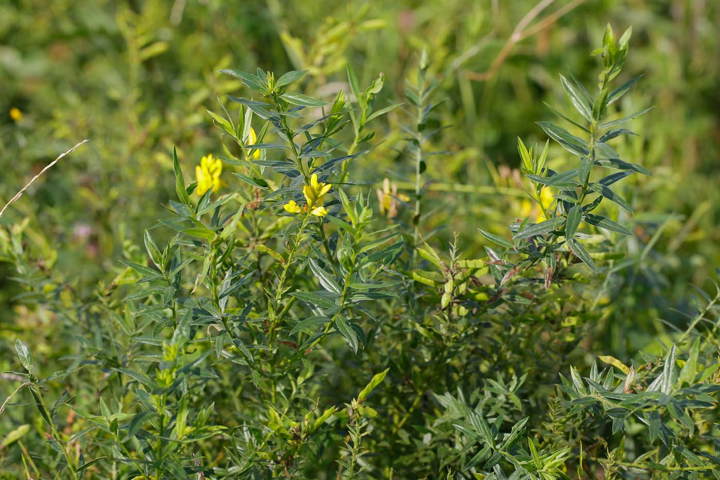 Image of Genista tinctoria specimen.