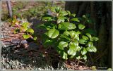 Vaccinium vitis-idaea