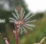 Valeriana tiliifolia