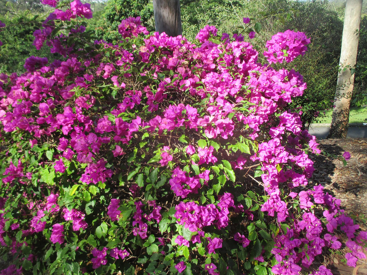 Image of Bougainvillea glabra specimen.