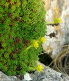 Saxifraga juniperifolia. Цветущее растение. Азербайджан, Губинский район, окр. с. Джек, долина реки Кудиалчай, 2000 м н.у.м. 22.04.2010.