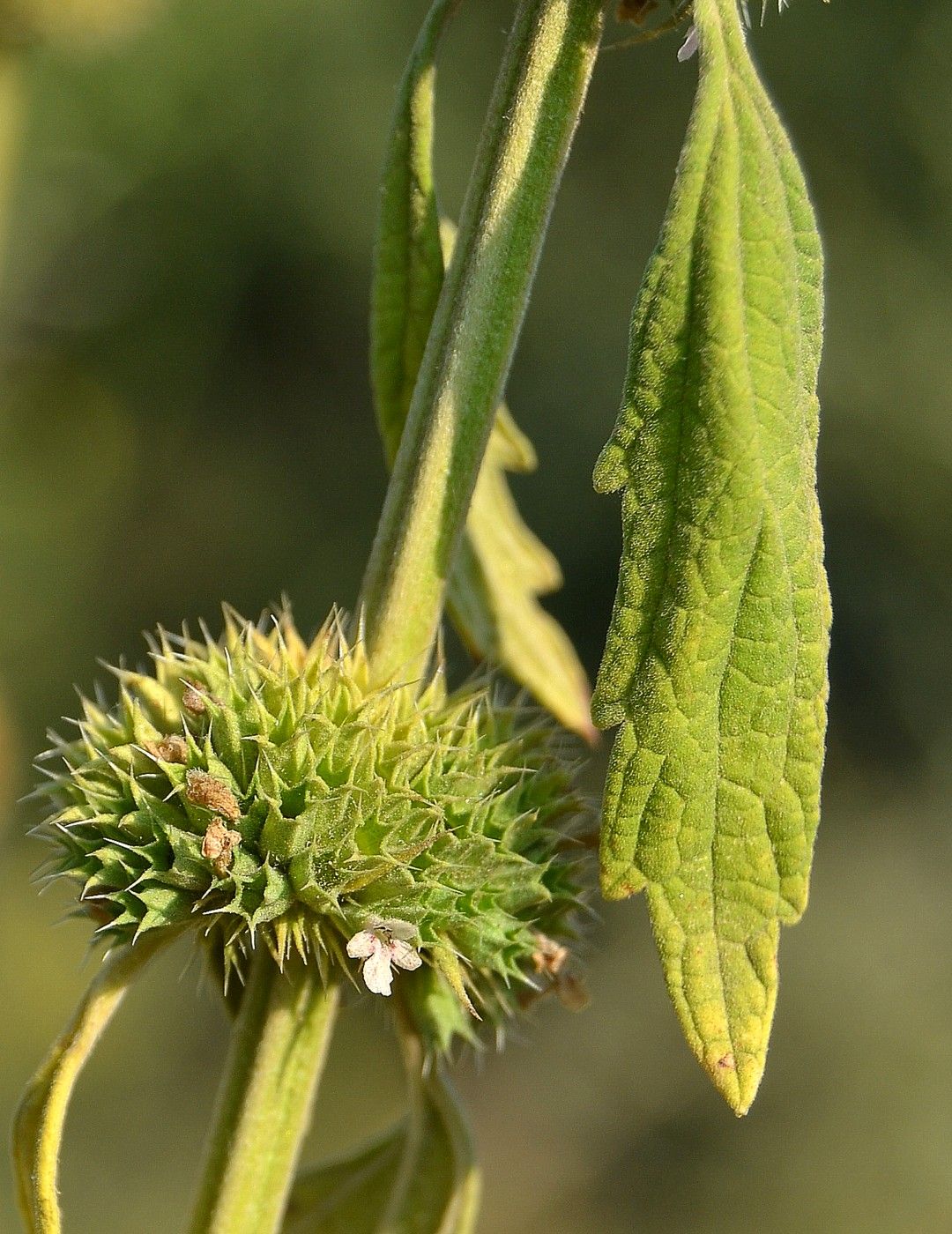 Изображение особи Chaiturus marrubiastrum.