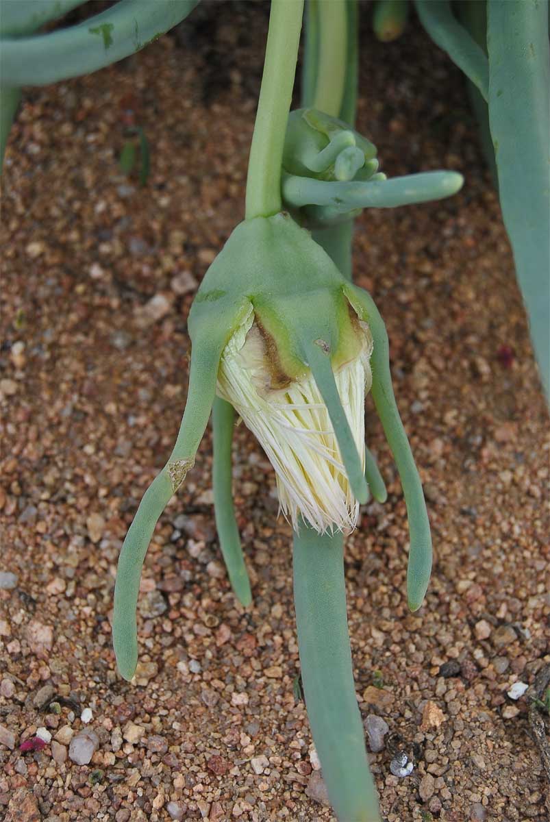 Image of Conicosia elongata specimen.