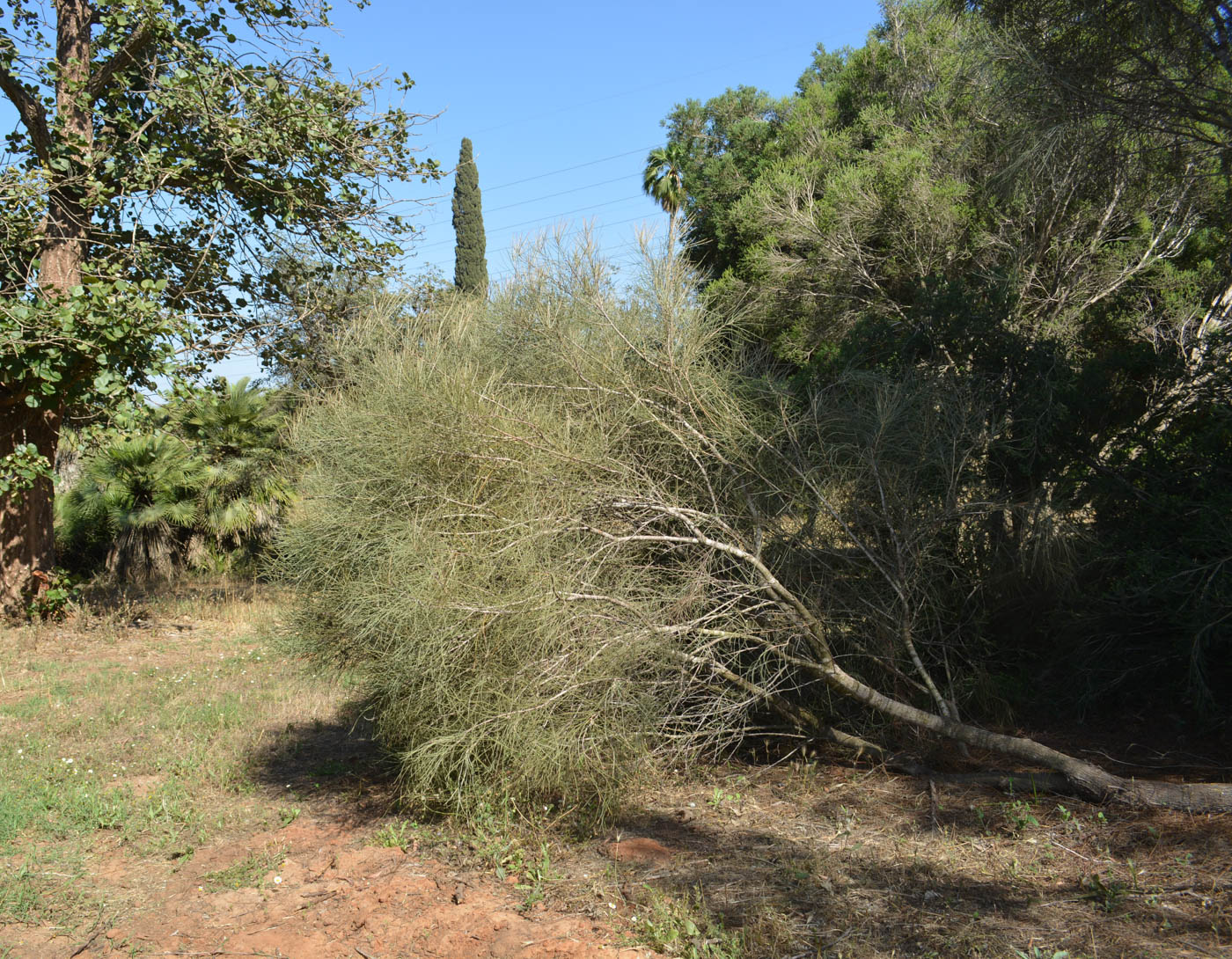 Image of Hakea scoparia specimen.
