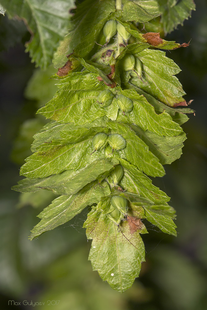 Изображение особи Carpinus orientalis.