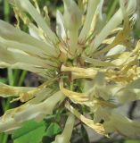 Trifolium canescens. Часть соцветия. Кабардино-Балкария, Эльбрусский р-н, долина р. Ирикчат, ок. 2600 м н.у.м., субальпийский луг. 28.07.2017.