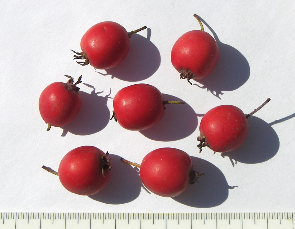 Image of Crataegus submollis specimen.
