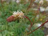 Sanguisorba alpina. Соцветие. Казахстан, Восточно-Казахстанская обл., северный склон хребта Ивановский Белок, ≈ 1800 м н.у.м. 21.08.2017.
