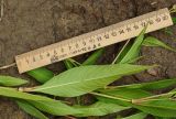 Persicaria lapathifolia