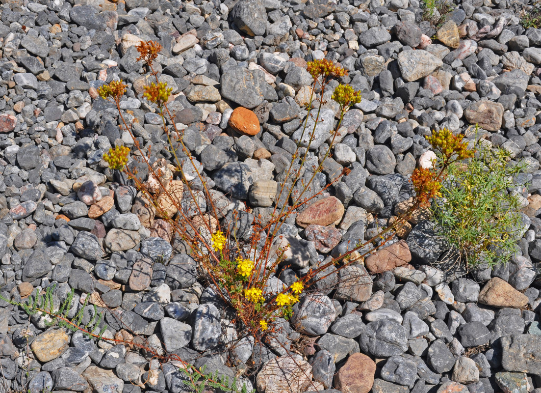 Изображение особи Hypericum scabrum.