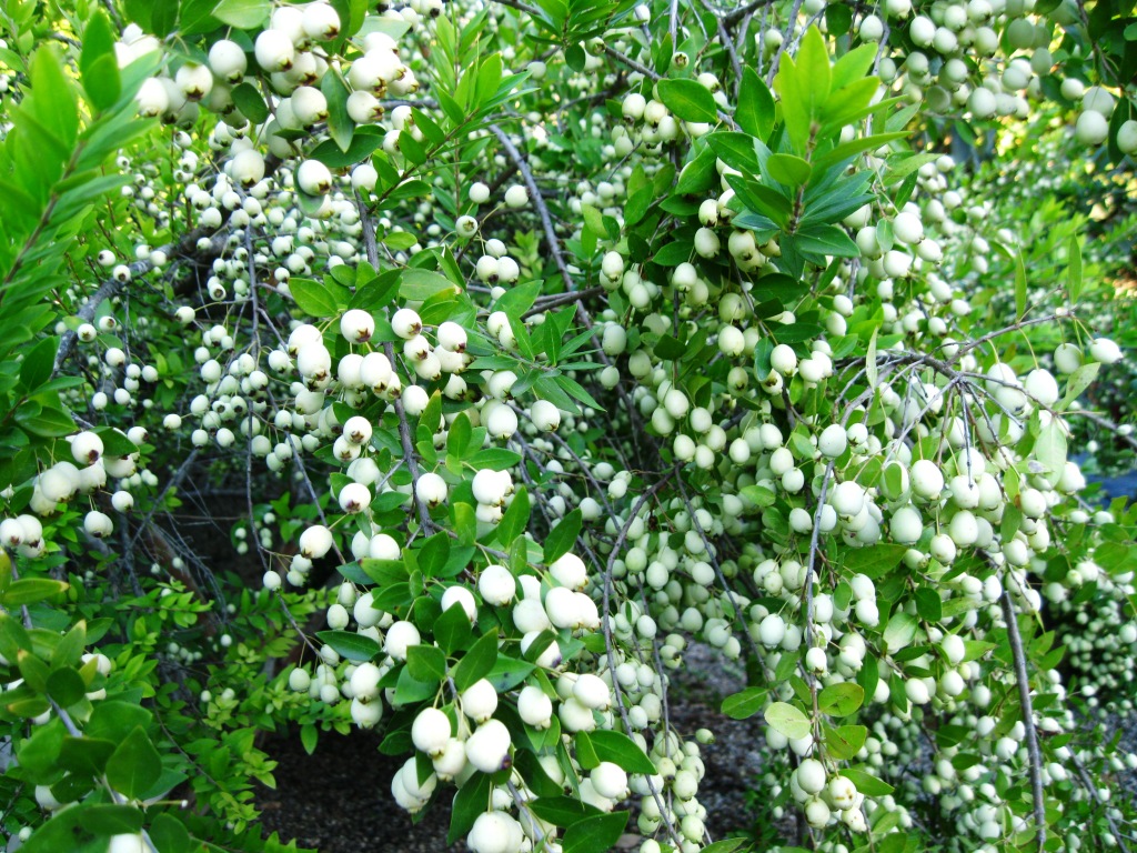 Image of Myrtus communis var. leucocarpa specimen.