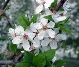 Prunus cerasifera. Часть ветви с соцветиями и отрастающими побегами. Украина, г. Киев, Южная Борщаговка, ул. Симиренко, в культуре. 30 апреля 2010 г.